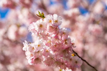 Munich Olympiapark Cherry Blossom Spring Season in close up view
