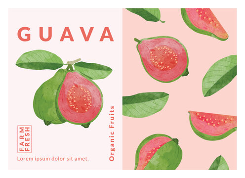 guava packaging design templates, watercolour style vector illustration.