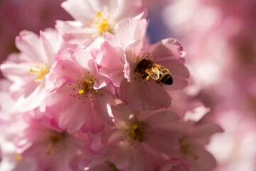 Munich Olympiapark Cherry Blossom Spring Season in close up view