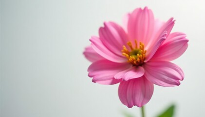 Obraz premium Single blooming flower in soft focus against a white background, petal, flower bloom, blossoms