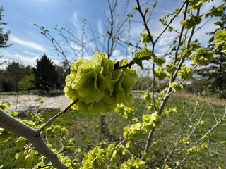 Ulmus minor samarae on the tree, field Elm flowers in early spring. Selective focus. Elms are...