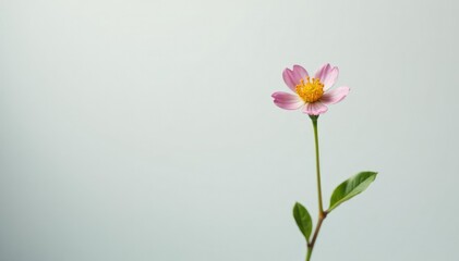 Small stem with a single flower on white background, delicate, naturephotography, tiny