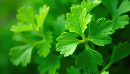 Close-up of parsley, showcasing leaf shapes and arrangement , botanical, backdrop, color