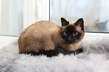 Adorable Thai cat on window sill at home