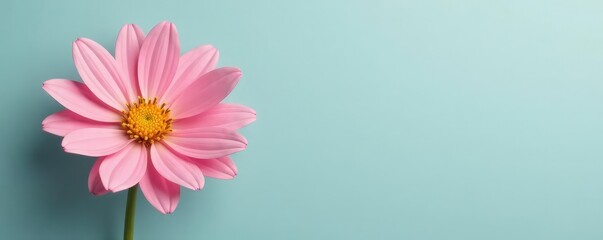 Isolated flower on a plain colored background, neutral, petals, background