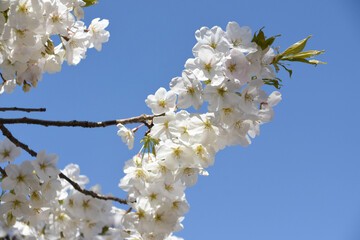 青空に桜