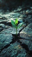 A fresh green sprout emerging from a crack in the soil