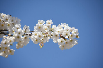 青空に桜