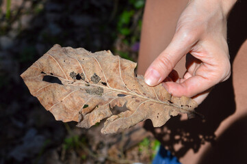 hand holding dried decaying leaf decomposition intricate vein network of the leaf insects fungi...