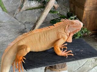orange iguana on the black table