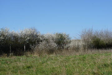 Fototapeta premium Trees in bloom, April 2025, suffolk, haverhill, uk, blue sky, spring, beautiful weather, nature, nature reserve, wildlife