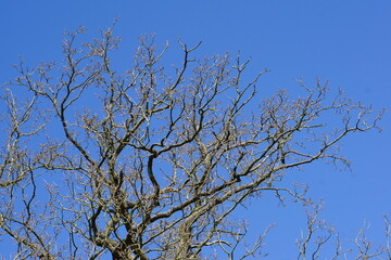 april 2025, tree crown, trees from below, blue sky, spring, nature awakening, haverhill, woods, forest, 