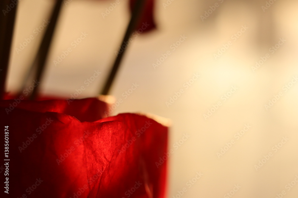 Poster flowers arranged in red wrapping with soft background light illuminating the scene