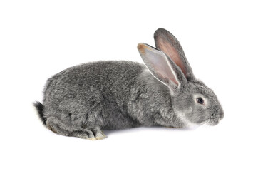 Fluffy grey rabbit on white background. Cute pet