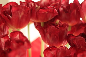 Beautiful red tulips providing color and freshness in a bright indoor setting with gentle natural light