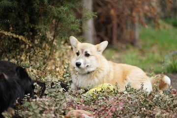 Corgi dog puppy lying outside full body in the green grass, blurred background