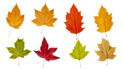 maple leaves isolated on white