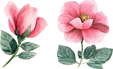 pink rose isolated on white