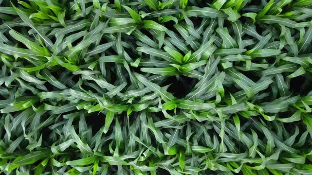Aerial Drone View of Corn Field &ndash; Agricultural Landscape and Farmland Pattern Concept