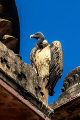 Indian Vulture in the Orchha city.