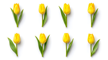 Collection of fresh colorful tulip flowers bouquet isolated on white background
