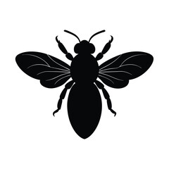 black beetle on white background