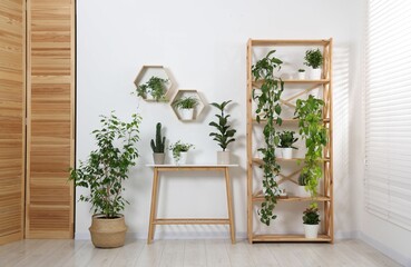 Green potted houseplants and furniture near white wall indoors