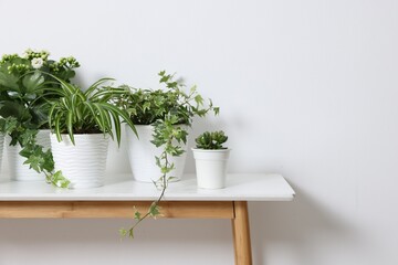 Green potted houseplants on table near white wall indoors