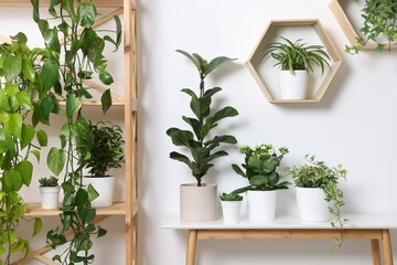 Green potted houseplants and furniture near white wall indoors