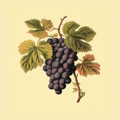botanical illustration old vintage medieval 