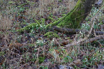 Snowdrops, spring, flowers, uk, March 2025, February 2025, national trust, ickworth house, gardens, nature, flowers, wiosna, kwiaty, przebisniegi, landscape, macro, albana walk, 