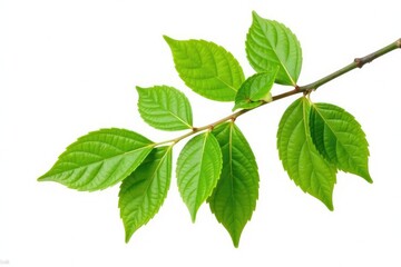 Fototapeta premium A single branch with leaves isolated on a white background, organic, foliage