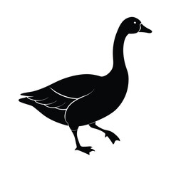 goose isolated on white background