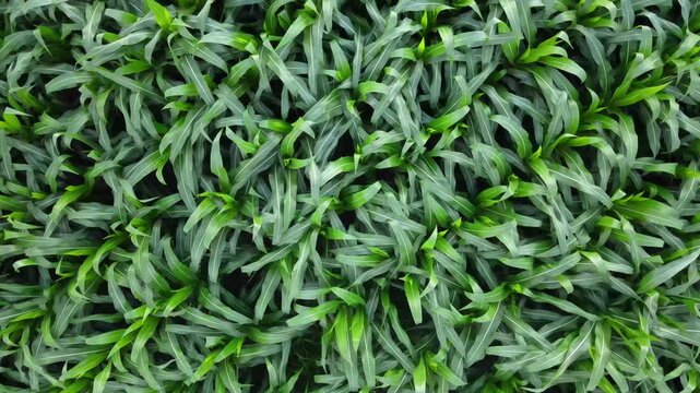 Aerial Drone View of Corn Field &ndash; Agricultural Landscape and Farmland Pattern Concept