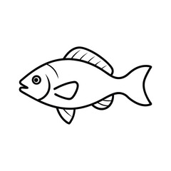 tilapia fish vector line art illustration