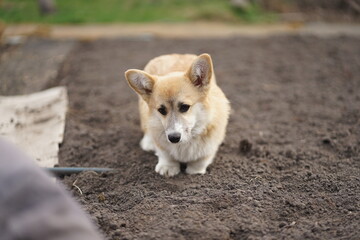 Corgi dog puppy standing on a ground outside full body