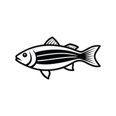 striped bass fish vector line art illustration