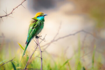 blue bearded bee eater on a branch.