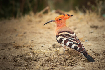 red winged Hoopoe bird.