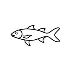 tarwhine fish line art vector illustration