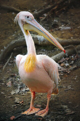 pelican on the land.