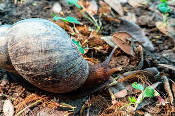 Snails walking in the Garden