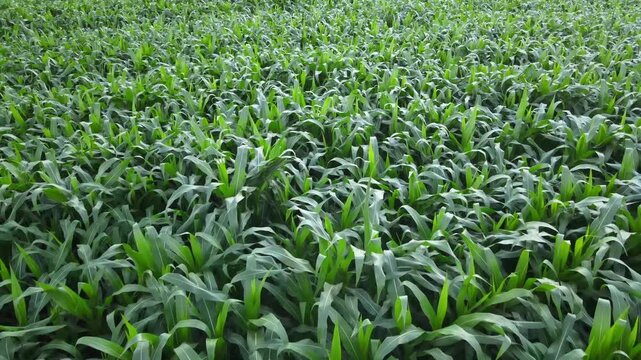 Aerial Drone View of Corn Field &ndash; Agricultural Landscape and Farmland Pattern Concept