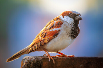 house sparrow on the wall.