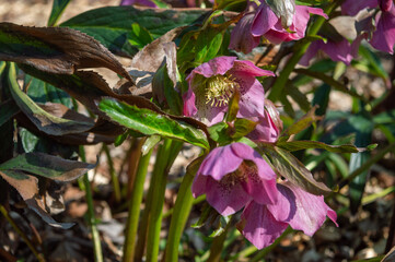 pink flowers in a garden