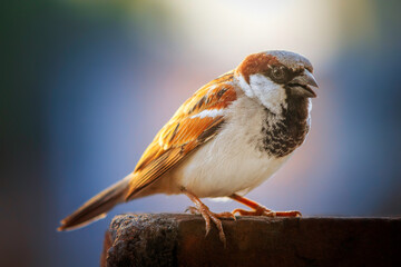 house sparrow bird on the roof.