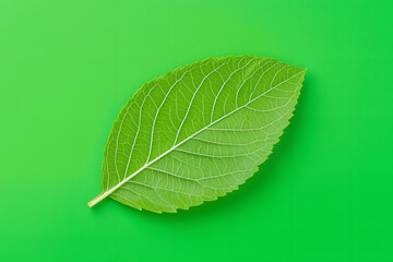 Single green leaf isolated on a green background