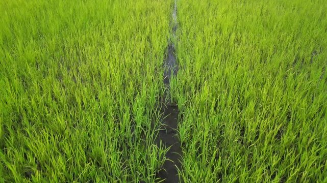 Aerial Drone View of Corn Field &ndash; Agricultural Landscape and Farmland Pattern Concept