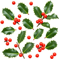 Obraz premium Christmas Holly Leaves and Red Berries On Transparent Background
