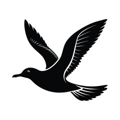 black and white dove